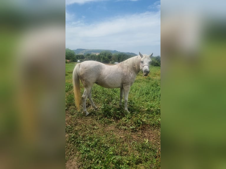 Selle Français Mare 16 years Gray-Fleabitten in Su&#xF1;ide