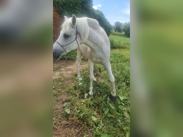 Selle Français Mare 16 years Gray-Fleabitten in Su&#xF1;ide