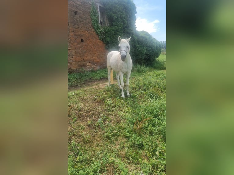 Selle Français Mare 16 years Gray-Fleabitten in Su&#xF1;ide