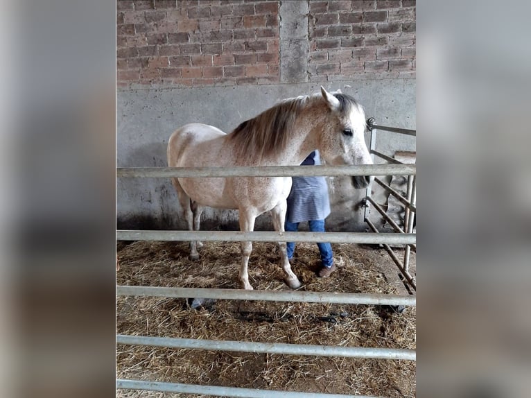 Selle Français Mare 16 years Gray-Fleabitten in Su&#xF1;ide