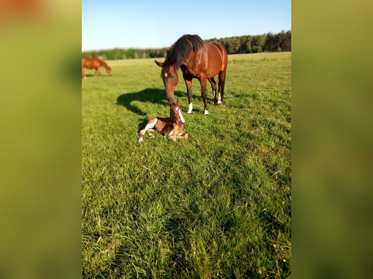 Selle Français Mare 17 years 16.3 hh Brown in Osnabrück
