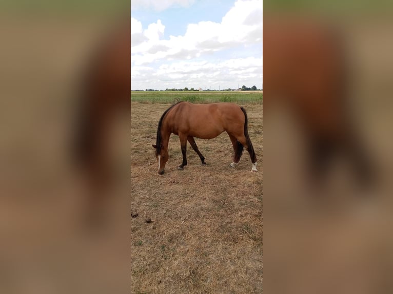 Selle Français Mare 17 years 16,2 hh Brown in TETEGHEM COUDEKERQUE VILLAGE