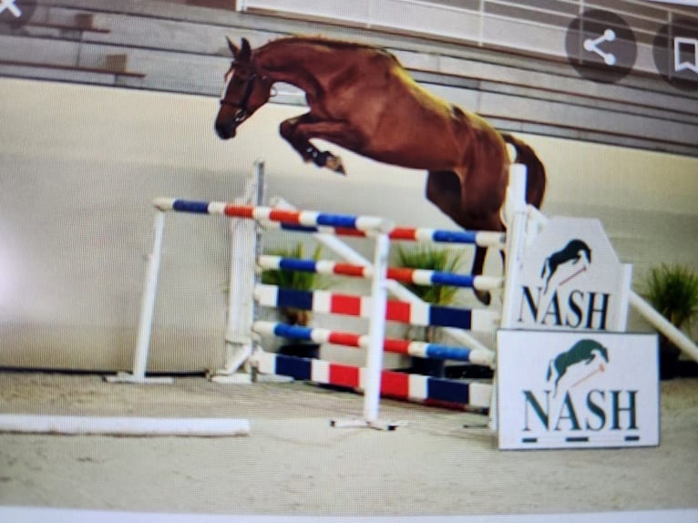 Selle Français Mare 17 years 17.1 hh Chestnut in VALFF