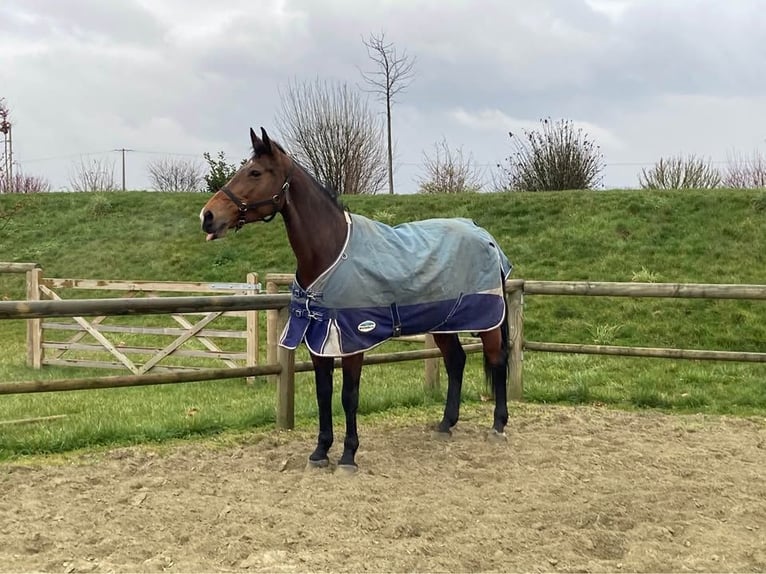 Selle Français Mare 18 years 16.2 hh Brown in Soyécourt
