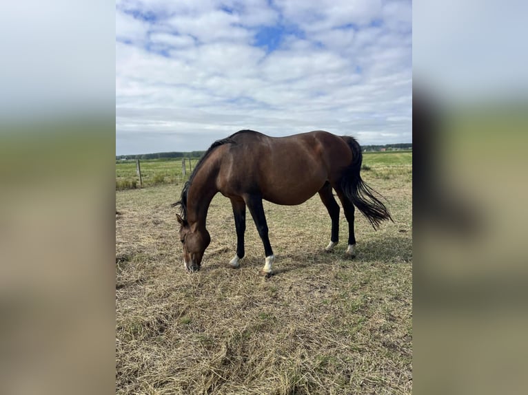 Selle Français Mare 18 years 16 hh Bay-Dark in TETEGHEM COUDEKERQUE VILLAGE
