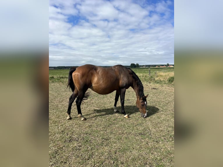 Selle Français Mare 18 years 16 hh Bay-Dark in TETEGHEM COUDEKERQUE VILLAGE