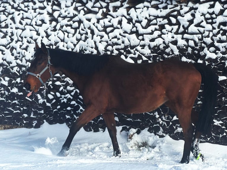 Selle Français Mare 18 years 16 hh Brown in Ebnet