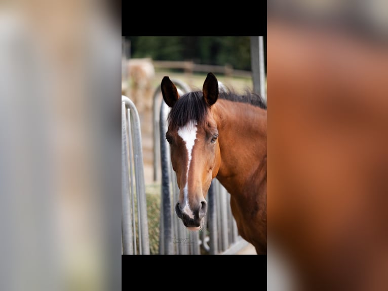 Selle Français Mare 18 years 16 hh Brown-Light in Neuve-Église