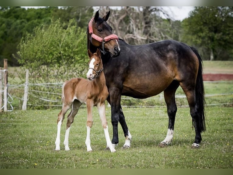 Selle Français Mare 19 years 15,3 hh Brown in GROTE-BROGEL