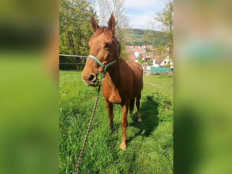Selle Français Mare 19 years 16.1 hh Chestnut-Red in Dinsheim-sur-Bruche