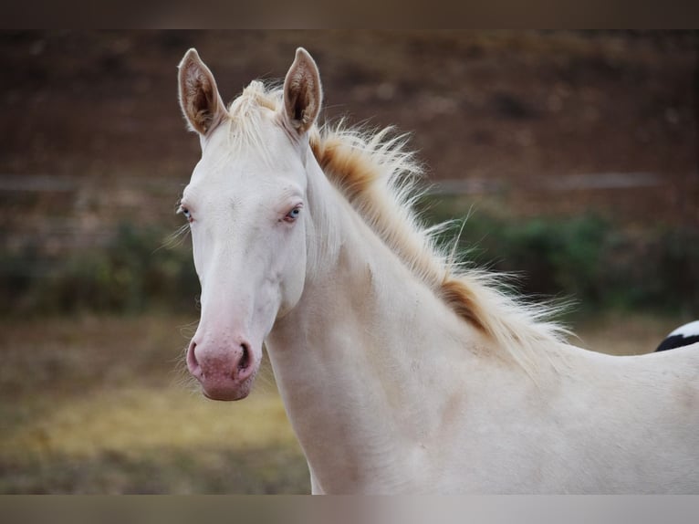 Selle Français Mare 1 year 15,2 hh Perlino in cressensac