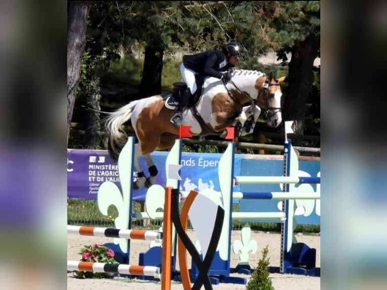 Selle Français Mare 1 year 16.1 hh Cremello in Lamorlaye