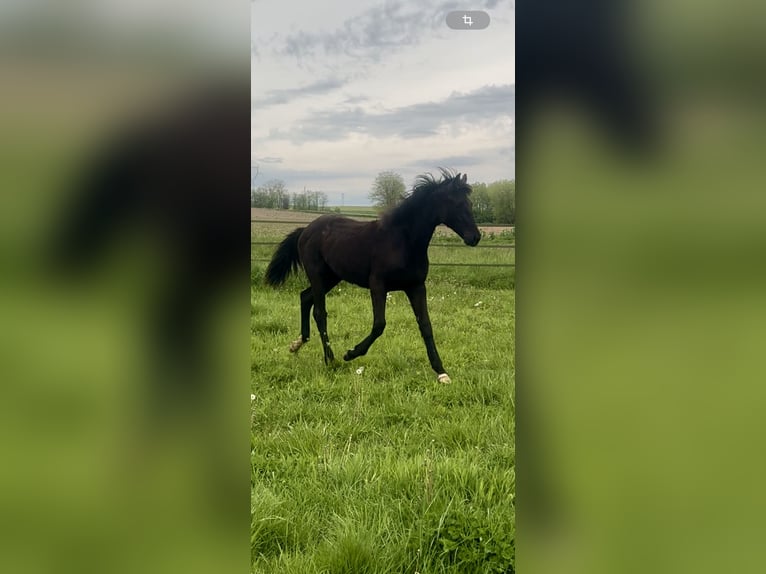 Selle Français Mare 1 year 16,2 hh Black in tramoyes