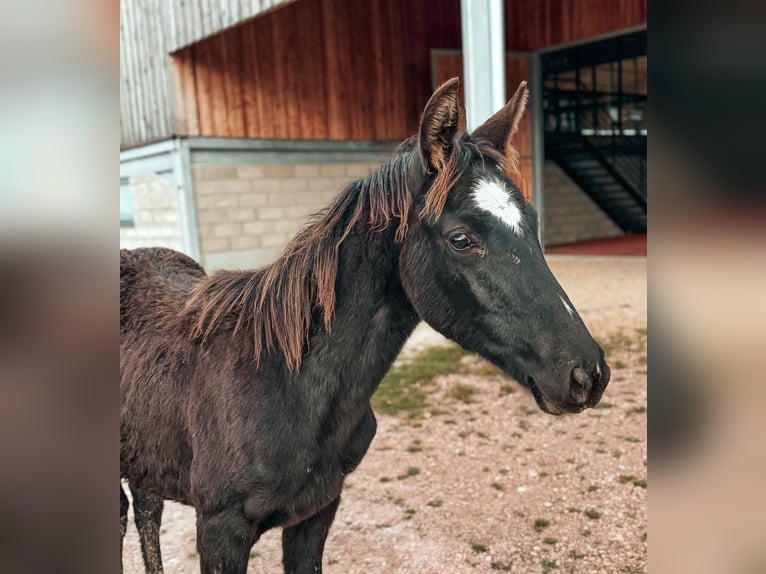 Selle Français Mare 1 year 16 hh Black in Volesvres