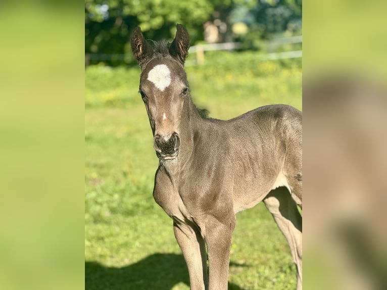 Selle Français Mare 1 year 16 hh Black in Volesvres