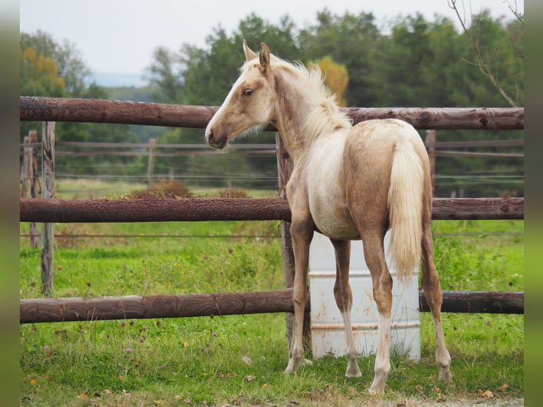 Selle Français Mare 1 year 16,1 hh Palomino in Gratens