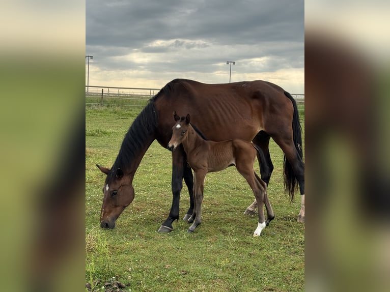Selle Français Mare 1 year 16,2 hh Brown in Volesvres