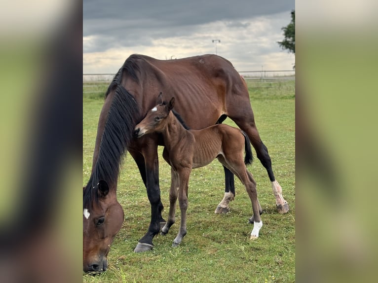 Selle Français Mare 1 year 16,2 hh Brown in Volesvres