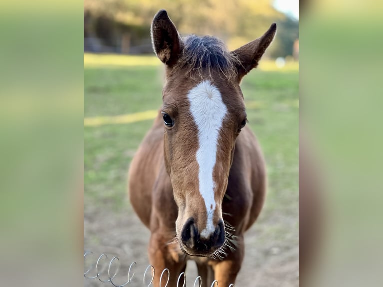 Selle Français Mare 1 year Brown in SAUVESSANGES