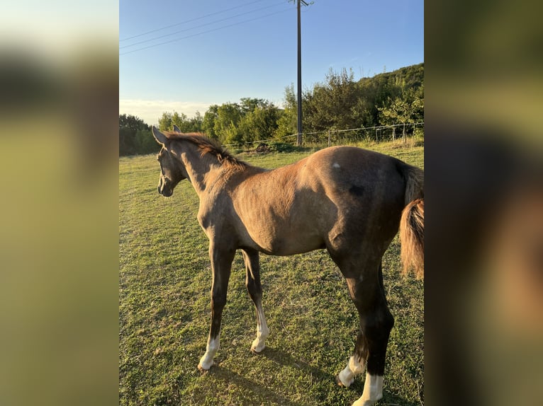 Selle Français Mare 1 year Gray in Saint Benin d&#39;Azy