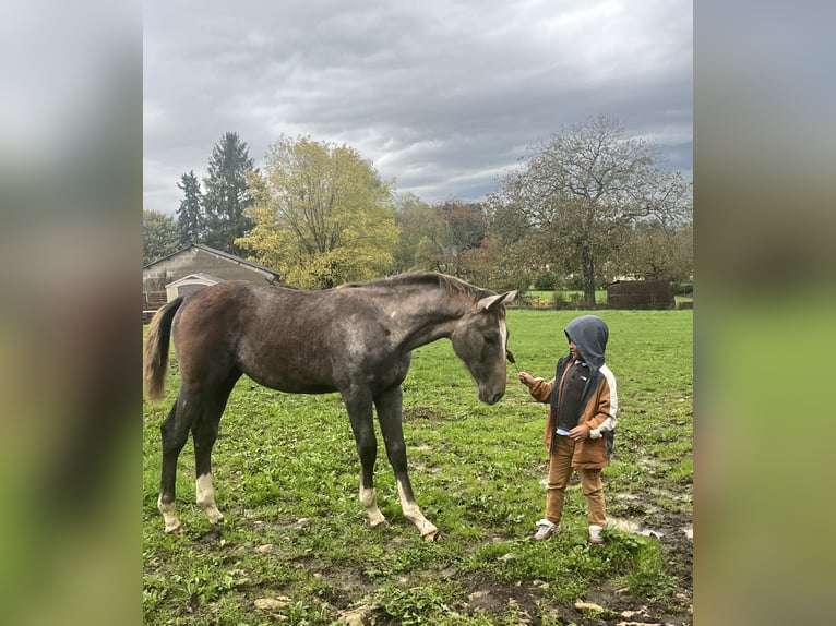 Selle Français Mare 1 year Gray in Saint Benin d&#39;Azy