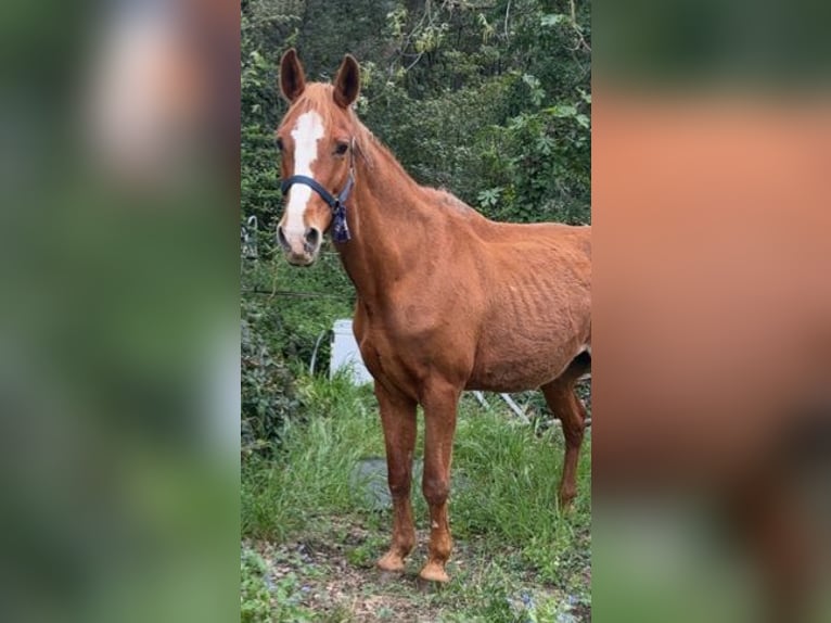Selle Français Mare 27 years 16 hh Chestnut-Red in Cabri&#xE8;res
