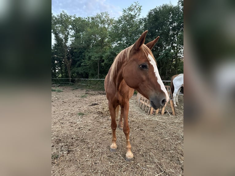 Selle Français Mare 27 years 16 hh Chestnut-Red in Cabri&#xE8;res