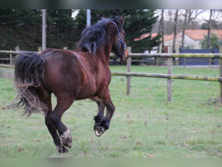 Selle Français Mix Mare 2 years 15.1 hh Brown in GENESTON