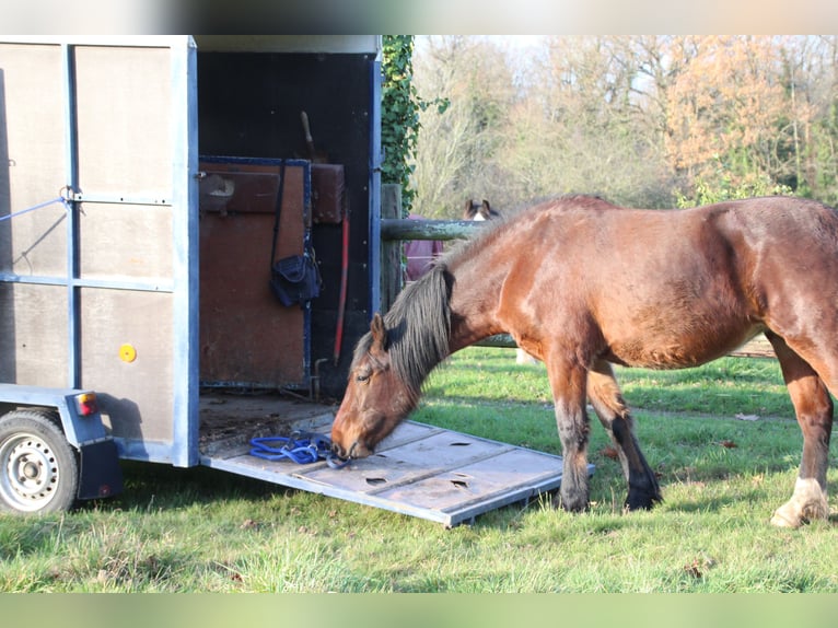 Selle Français Mix Mare 2 years 15.1 hh Brown in GENESTON