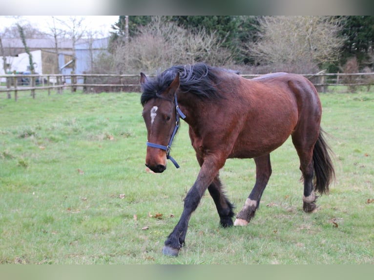 Selle Français Mix Mare 2 years 15.1 hh Brown in GENESTON