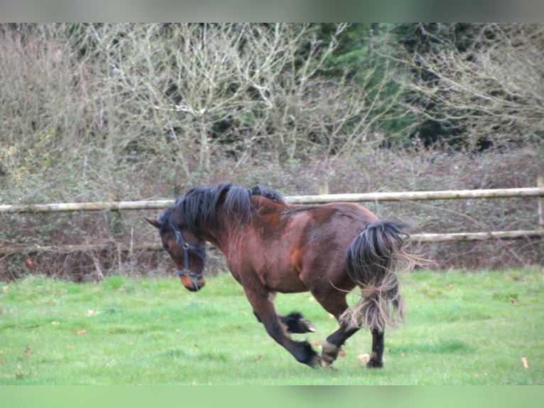 Selle Français Mix Mare 2 years 15.1 hh Brown in GENESTON