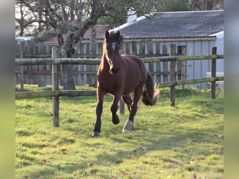 Selle Français Mix Mare 2 years 15.1 hh Brown in GENESTON