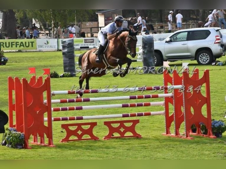 Selle Français Mix Mare 2 years 15.1 hh Brown in GENESTON