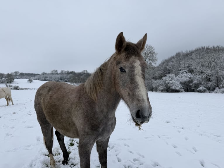 Selle Français Mare 2 years 16 hh Grey in Villers le Temple