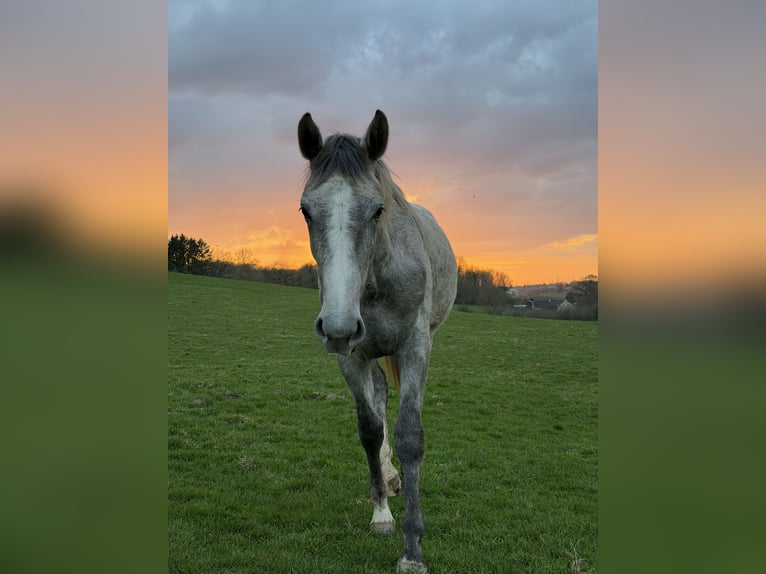 Selle Français Mare 2 years 16 hh Grey in Villers le Temple
