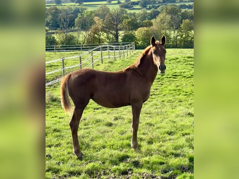 Selle Français Mare 2 years 16,2 hh Chestnut-Red in Volesvres