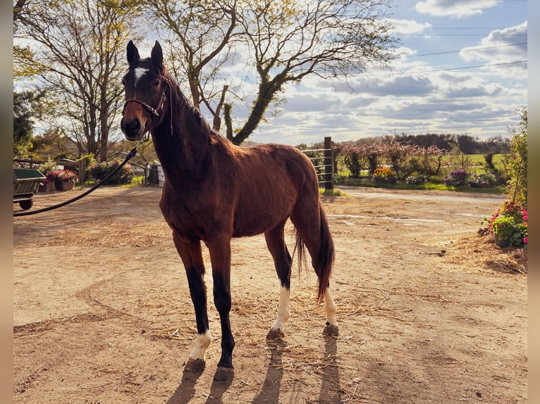 Selle Français Mare 2 years Bay-Dark in Tours