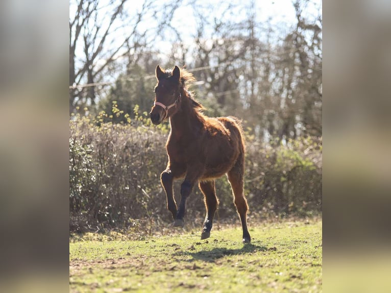 Selle Français Mare 2 years in saint agnan