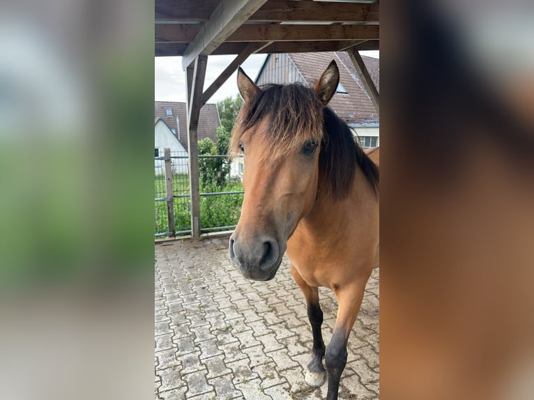 Selle Français Mix Mare 3 years 13,3 hh in Herscheid