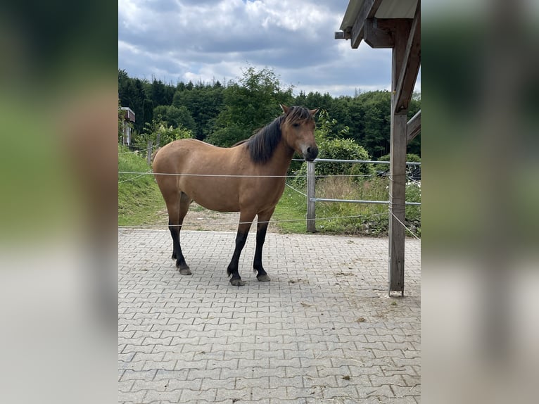 Selle Français Mix Mare 3 years 13,3 hh in Herscheid