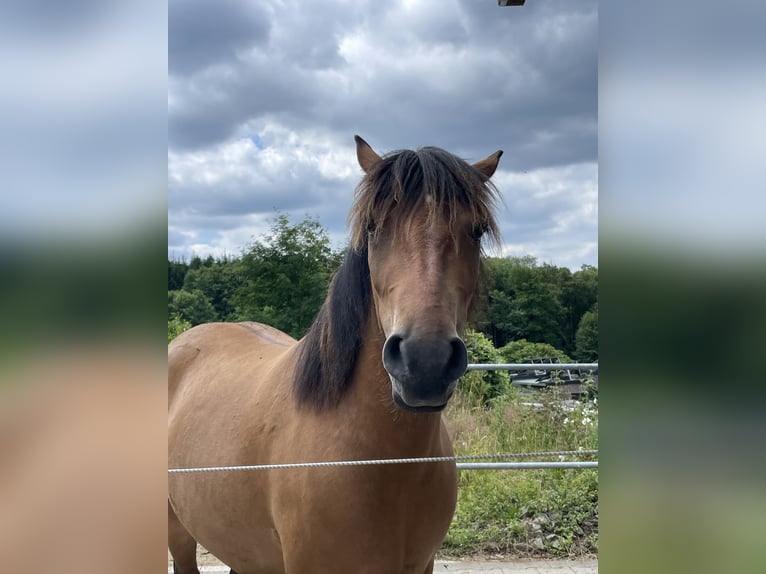 Selle Français Mix Mare 3 years 13,3 hh in Herscheid