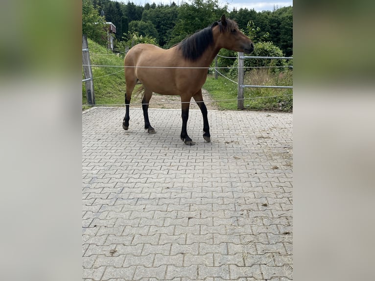 Selle Français Mix Mare 3 years 13,3 hh in Herscheid