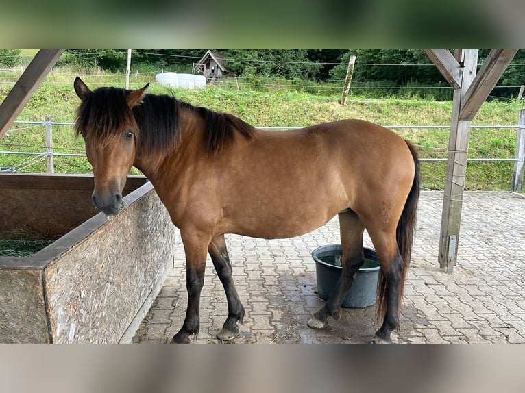Selle Français Mix Mare 3 years 13,3 hh in Herscheid