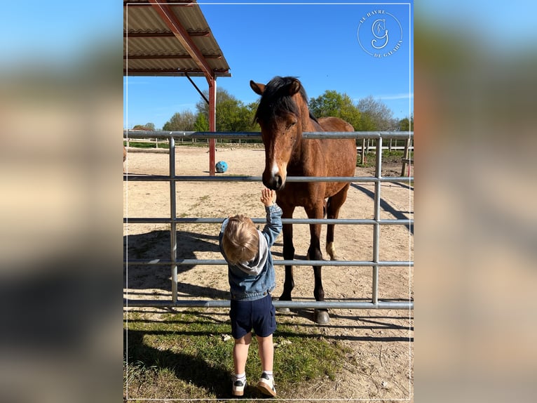 Selle Français Mare 3 years 14.2 hh Brown in Beny