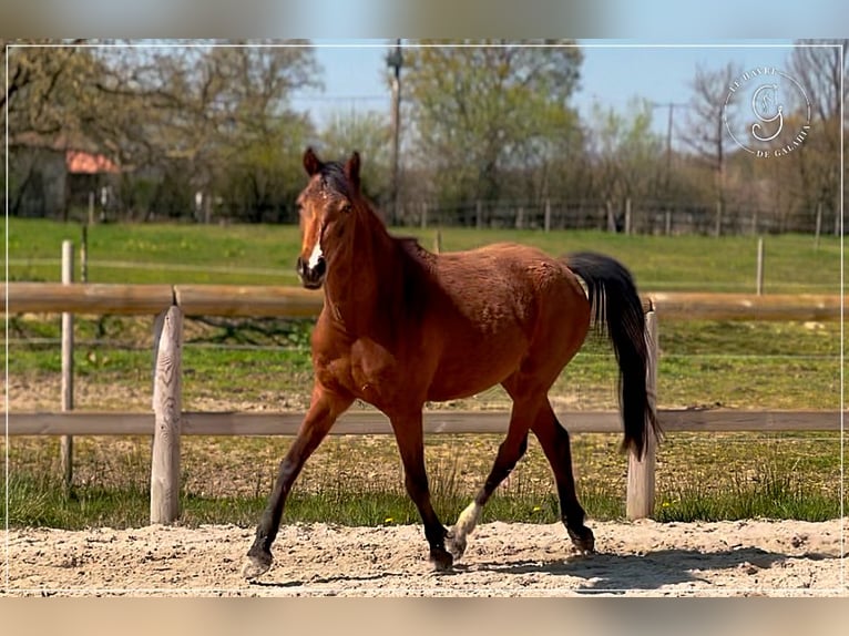 Selle Français Mare 3 years 14,2 hh Brown in Beny