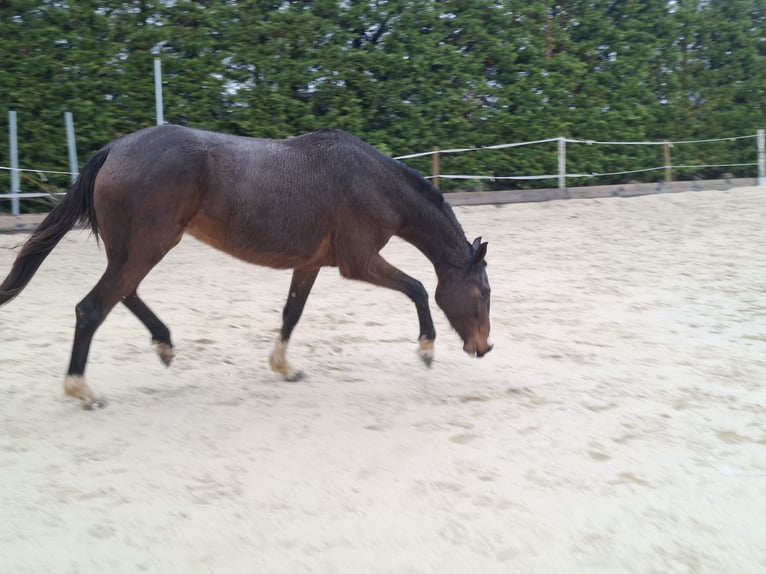 Selle Français Mare 3 years 15.2 hh Brown in Bourg-lès-Valence