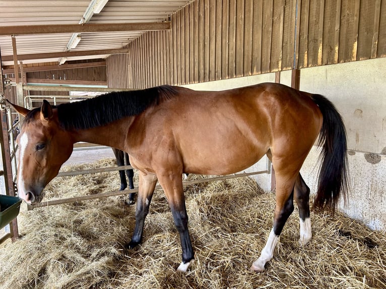Selle Français Mare 3 years 15.3 hh Brown in DOMMARTIN-AUX-BOIS