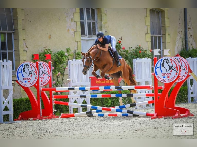 Selle Français Mare 3 years 15,3 hh Chestnut-Red in Saint-Auvent