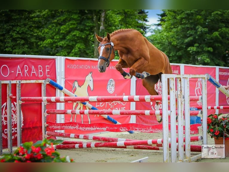 Selle Français Mare 3 years 15,3 hh Chestnut-Red in Saint-Auvent