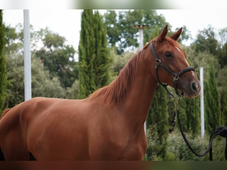 Selle Français Mare 3 years 15,2 hh Chestnut-Red in Mornas